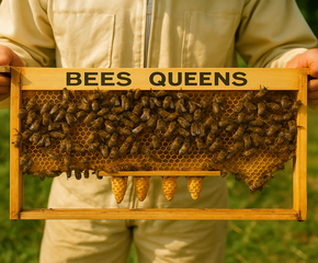 Queen Bees